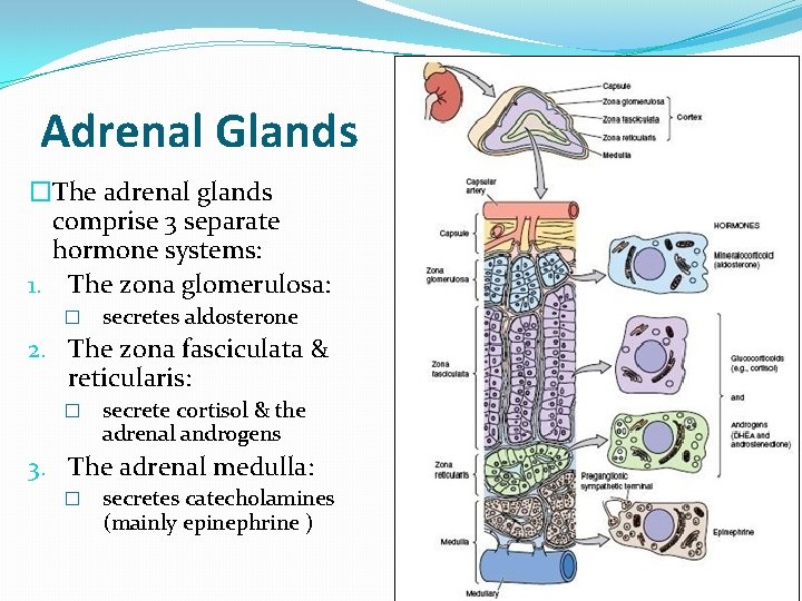 Adrenal Glands �The adrenal glands comprise 3 separate hormone systems: 1. The zona glomerulosa: