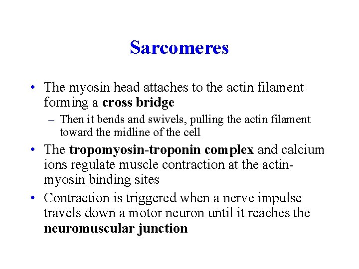 Sarcomeres • The myosin head attaches to the actin filament forming a cross bridge