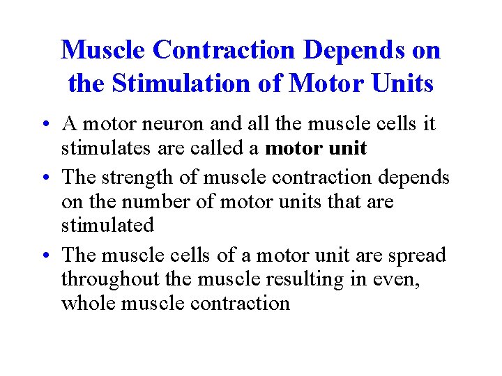 Muscle Contraction Depends on the Stimulation of Motor Units • A motor neuron and