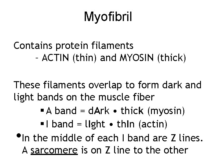 Myofibril Contains protein filaments – ACTIN (thin) and MYOSIN (thick) These filaments overlap to