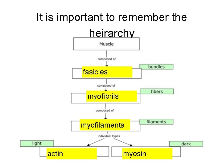 It is important to remember the heirarchy fasicles myofibrils myofilaments actin myosin 