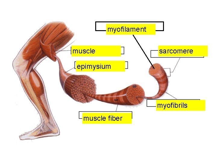 myofilament muscle sarcomere epimysium myofibrils muscle fiber 