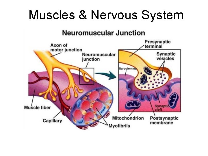 Muscles & Nervous System 