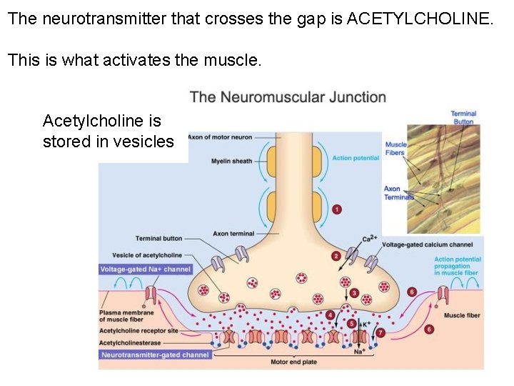 The neurotransmitter that crosses the gap is ACETYLCHOLINE. This is what activates the muscle.
