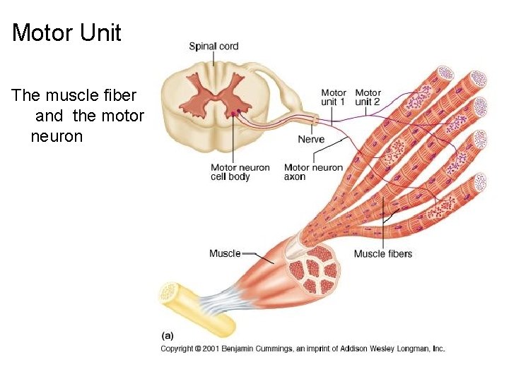 Motor Unit The muscle fiber and the motor neuron 