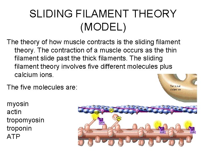 SLIDING FILAMENT THEORY (MODEL) The theory of how muscle contracts is the sliding filament