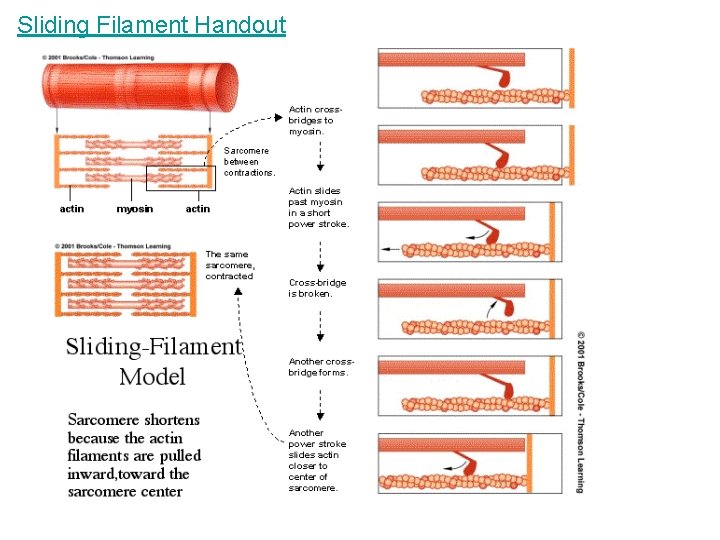Sliding Filament Handout 