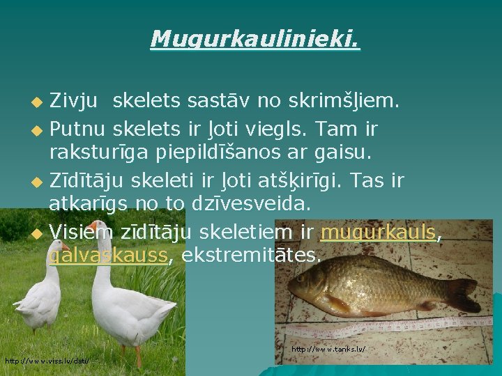 Mugurkaulinieki. Zivju skelets sastāv no skrimšļiem. u Putnu skelets ir ļoti viegls. Tam ir Mugurkaulinieki. Zivju skelets sastāv no skrimšļiem. u Putnu skelets ir ļoti viegls. Tam ir