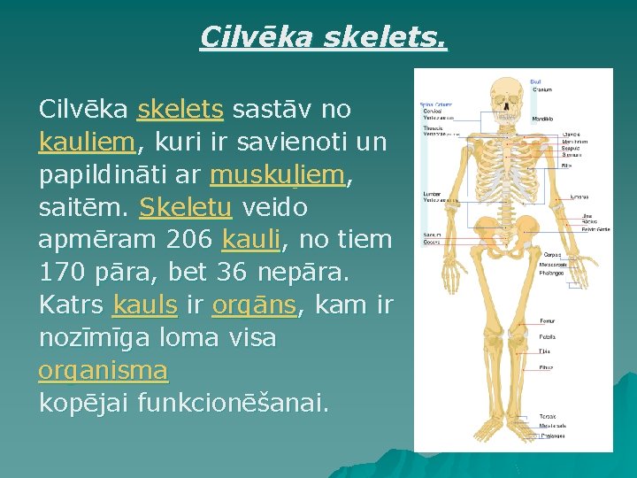 Cilvēka skelets sastāv no kauliem, kuri ir savienoti un papildināti ar muskuļiem, saitēm. Skeletu Cilvēka skelets sastāv no kauliem, kuri ir savienoti un papildināti ar muskuļiem, saitēm. Skeletu