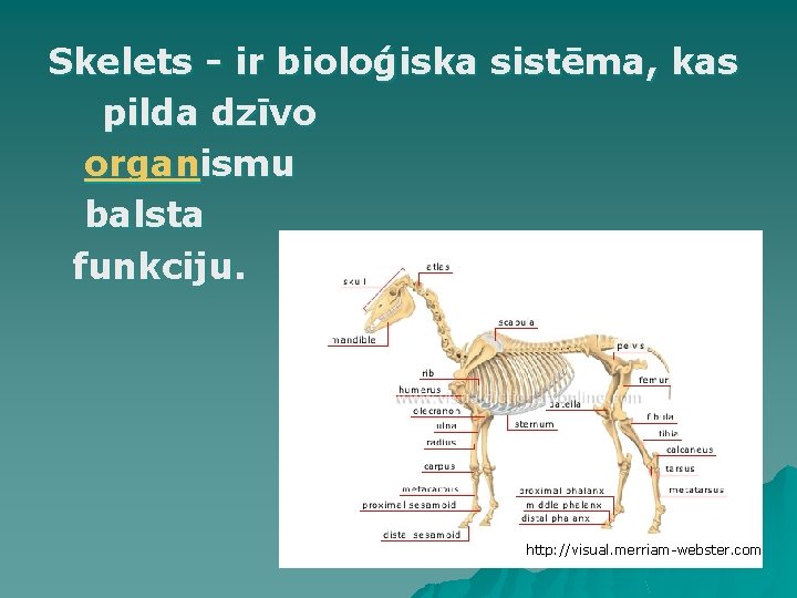 Skelets - ir bioloģiska sistēma, kas pilda dzīvo organismu balsta funkciju. http: //visual. merriam-webster. Skelets - ir bioloģiska sistēma, kas pilda dzīvo organismu balsta funkciju. http: //visual. merriam-webster.