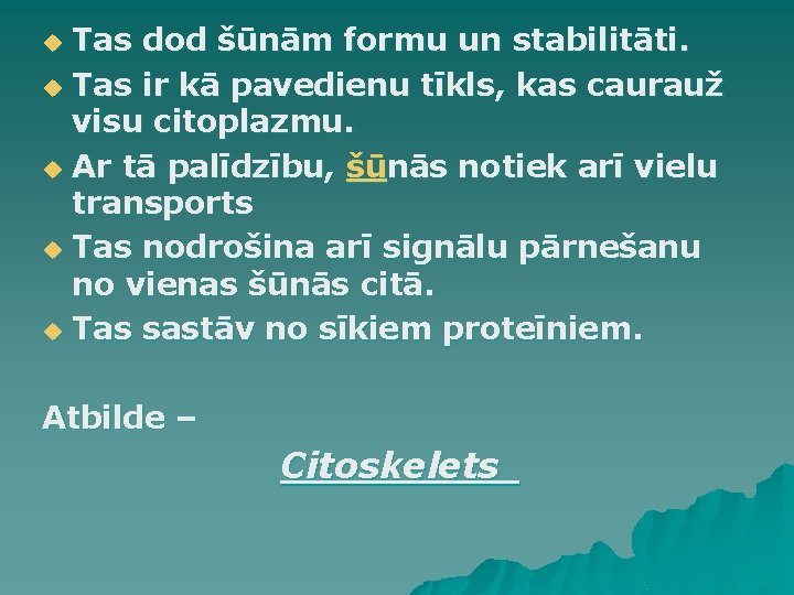 Tas dod šūnām formu un stabilitāti. u Tas ir kā pavedienu tīkls, kas caurauž Tas dod šūnām formu un stabilitāti. u Tas ir kā pavedienu tīkls, kas caurauž
