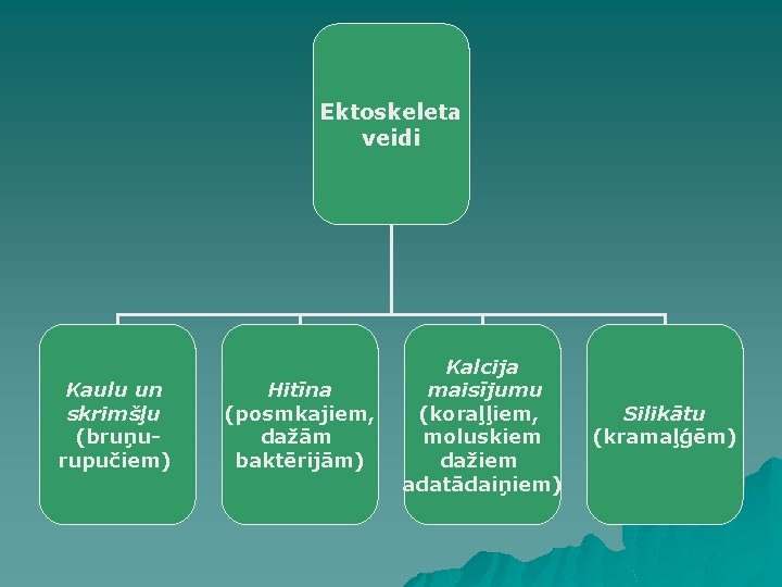 Ektoskeleta veidi Kaulu un skrimšļu (bruņurupučiem) Hitīna (posmkajiem, dažām baktērijām) Kalcija maisījumu (koraļļiem, moluskiem Ektoskeleta veidi Kaulu un skrimšļu (bruņurupučiem) Hitīna (posmkajiem, dažām baktērijām) Kalcija maisījumu (koraļļiem, moluskiem