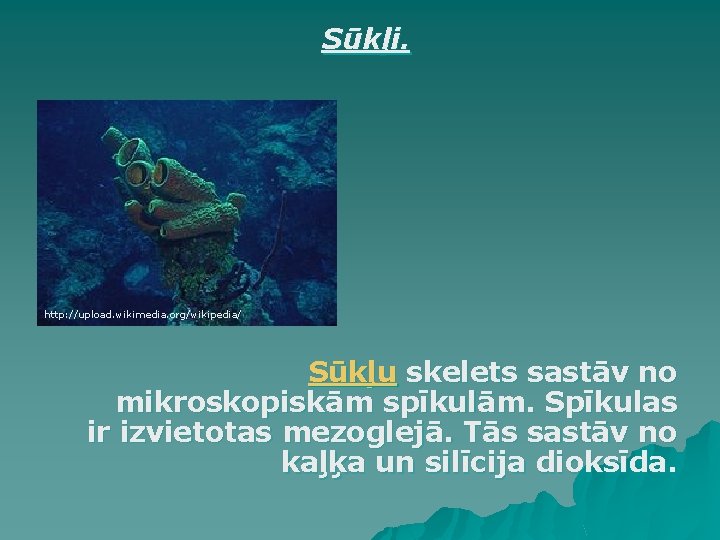 Sūkļi. http: //upload. wikimedia. org/wikipedia/ Sūkļu skelets sastāv no mikroskopiskām spīkulām. Spīkulas ir izvietotas Sūkļi. http: //upload. wikimedia. org/wikipedia/ Sūkļu skelets sastāv no mikroskopiskām spīkulām. Spīkulas ir izvietotas