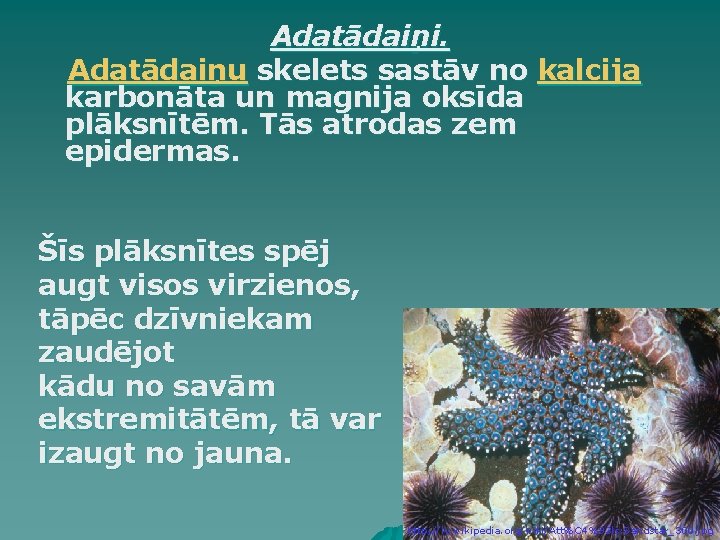 Adatādaiņi. Adatādaiņu skelets sastāv no kalcija karbonāta un magnija oksīda plāksnītēm. Tās atrodas zem Adatādaiņi. Adatādaiņu skelets sastāv no kalcija karbonāta un magnija oksīda plāksnītēm. Tās atrodas zem