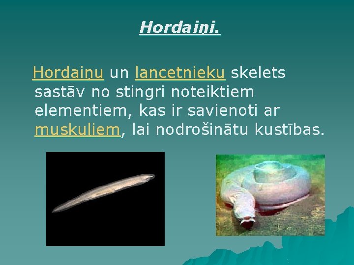 Hordaiņi. Hordaiņu un lancetnieku skelets sastāv no stingri noteiktiem elementiem, kas ir savienoti ar Hordaiņi. Hordaiņu un lancetnieku skelets sastāv no stingri noteiktiem elementiem, kas ir savienoti ar
