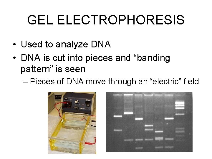 GEL ELECTROPHORESIS • Used to analyze DNA • DNA is cut into pieces and