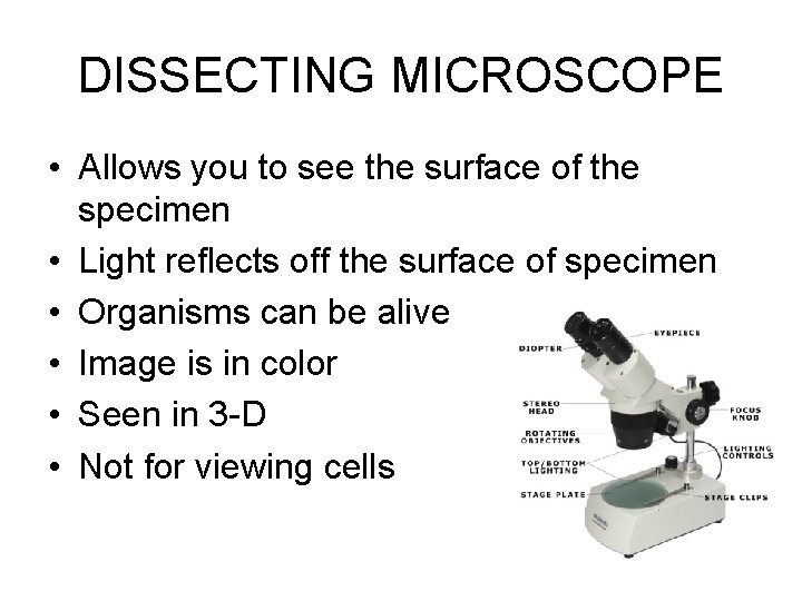 DISSECTING MICROSCOPE • Allows you to see the surface of the specimen • Light