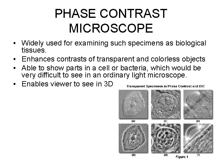 PHASE CONTRAST MICROSCOPE • Widely used for examining such specimens as biological tissues. •