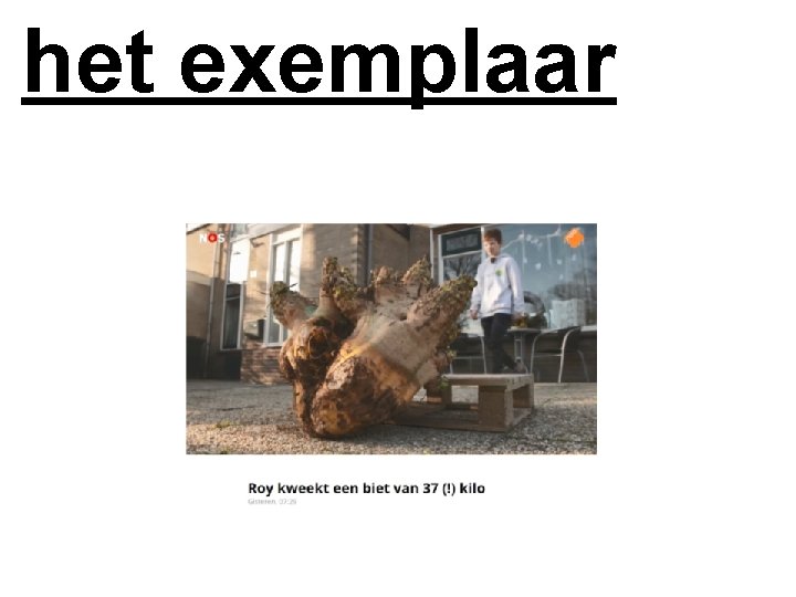 het exemplaar 