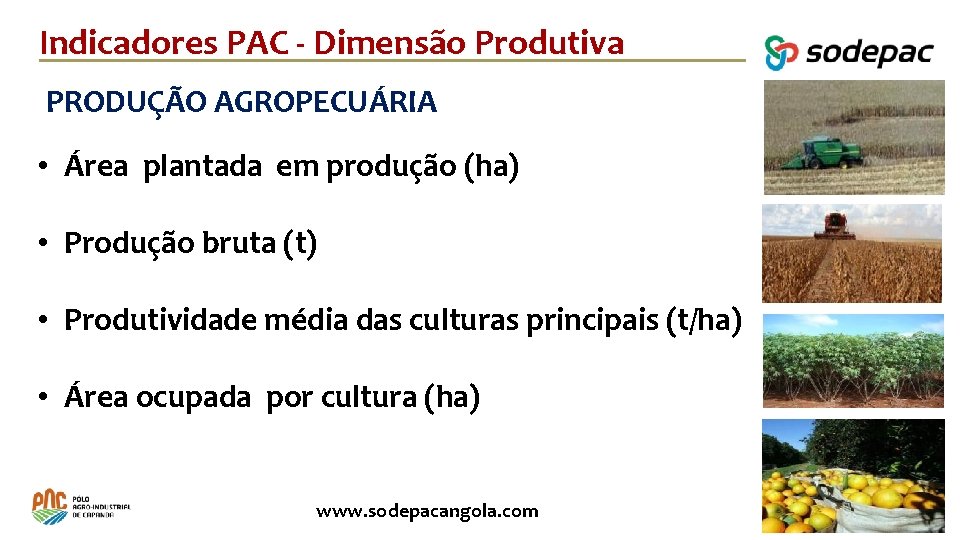 Indicadores PAC - Dimensão Produtiva PRODUÇÃO AGROPECUÁRIA • Área plantada em produção (ha) •