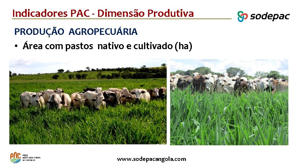 Indicadores PAC - Dimensão Produtiva PRODUÇÃO AGROPECUÁRIA • Área com pastos nativo e cultivado