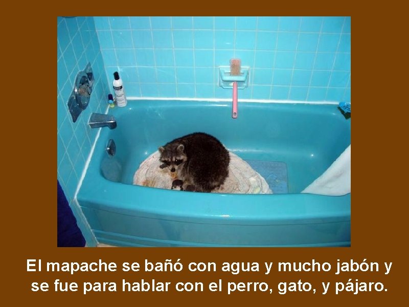 El mapache se bañó con agua y mucho jabón y se fue para hablar