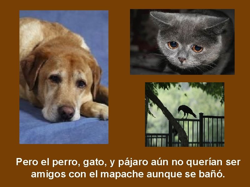 Pero el perro, gato, y pájaro aún no querían ser amigos con el mapache