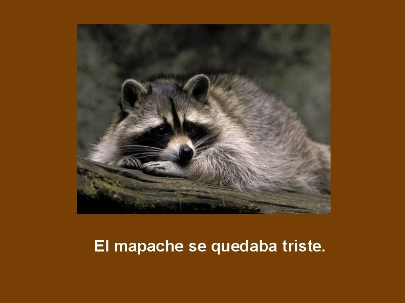 El mapache se quedaba triste. 