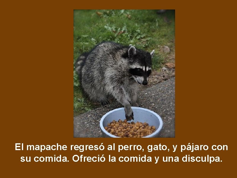 El mapache regresó al perro, gato, y pájaro con su comida. Ofreció la comida