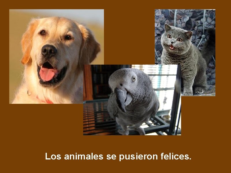 Los animales se pusieron felices. 