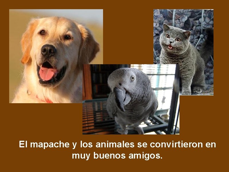 El mapache y los animales se convirtieron en muy buenos amigos. 