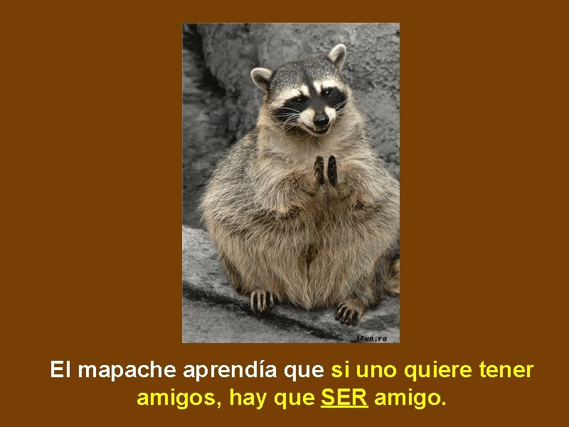 El mapache aprendía que si uno quiere tener amigos, hay que SER amigo. 