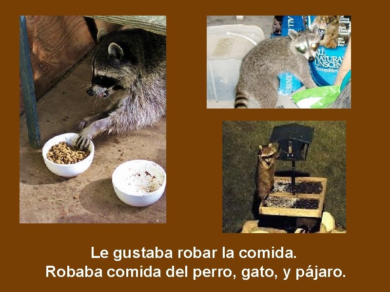 Le gustaba robar la comida. Robaba comida del perro, gato, y pájaro. 