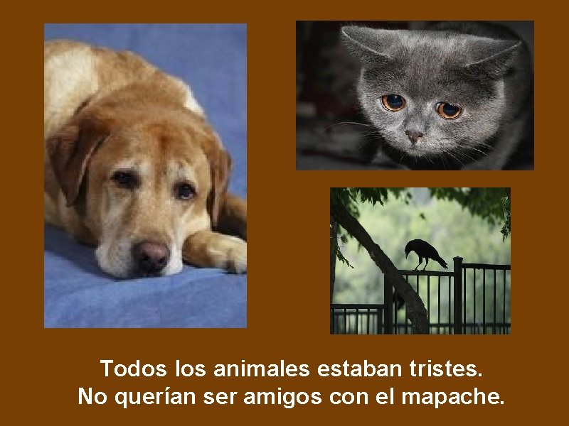 Todos los animales estaban tristes. No querían ser amigos con el mapache. 
