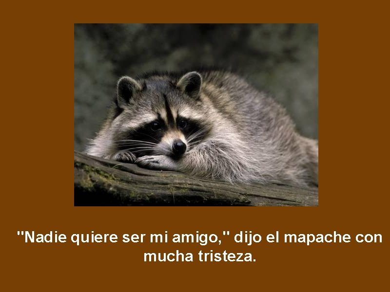 "Nadie quiere ser mi amigo, " dijo el mapache con mucha tristeza. 