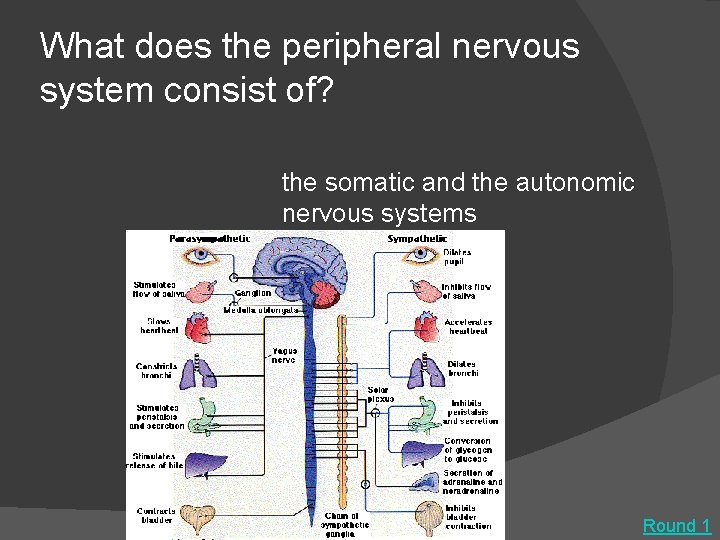 What does the peripheral nervous system consist of? the somatic and the autonomic nervous