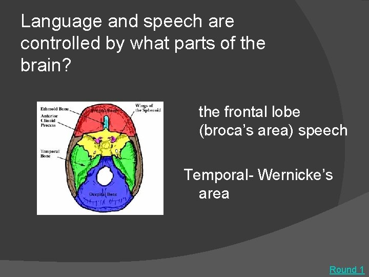 Language and speech are controlled by what parts of the brain? the frontal lobe