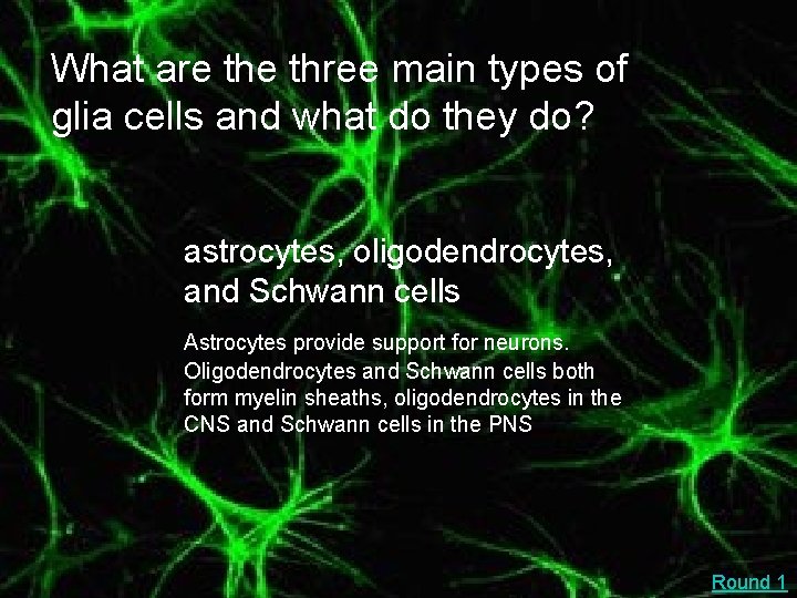 What are three main types of glia cells and what do they do? astrocytes,