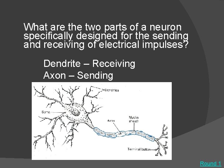 What are the two parts of a neuron specifically designed for the sending and