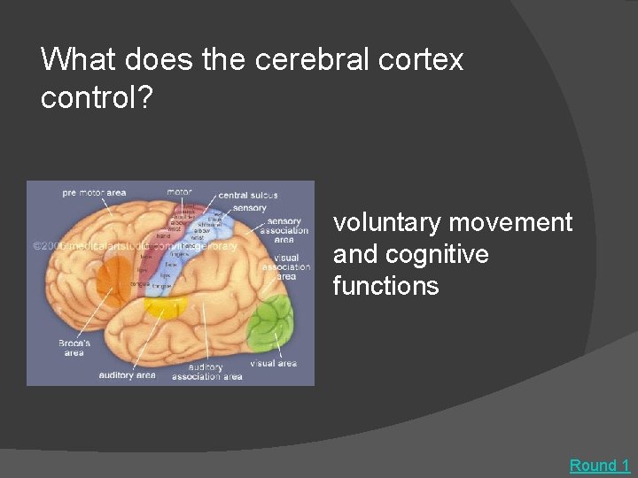 What does the cerebral cortex control? voluntary movement and cognitive functions Round 1 