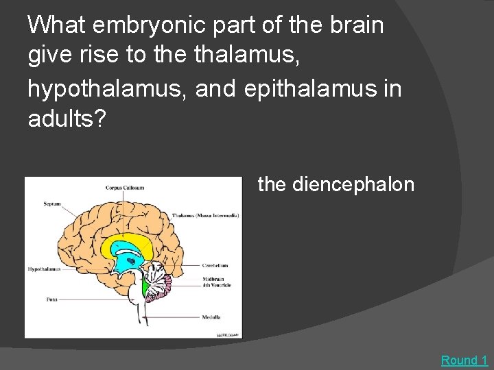 What embryonic part of the brain give rise to the thalamus, hypothalamus, and epithalamus