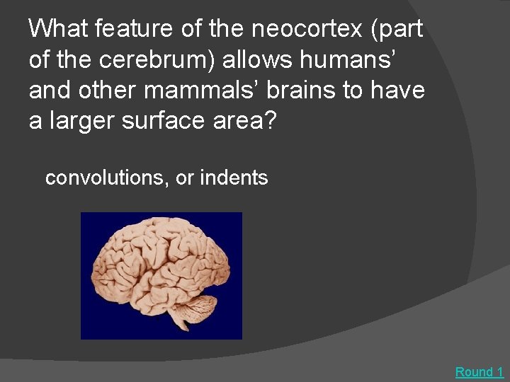 What feature of the neocortex (part of the cerebrum) allows humans’ and other mammals’