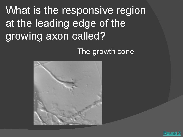 What is the responsive region at the leading edge of the growing axon called?