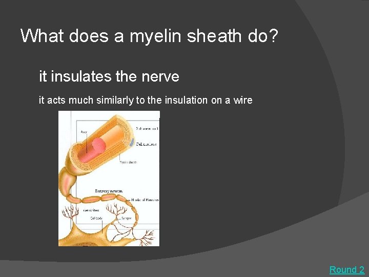 What does a myelin sheath do? it insulates the nerve it acts much similarly