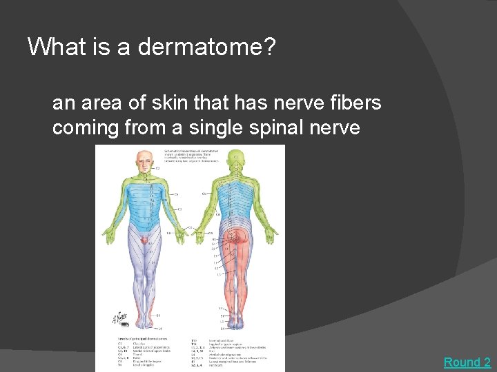 What is a dermatome? an area of skin that has nerve fibers coming from