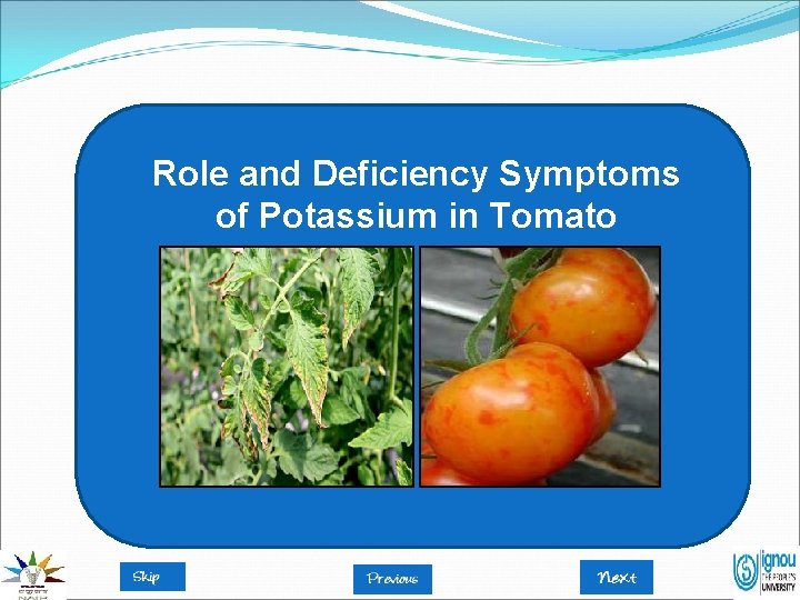 Role and Deficiency Symptoms of Potassium in Tomato 