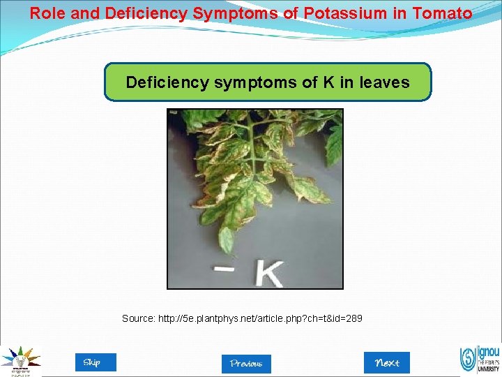 Role and Deficiency Symptoms of Potassium in Tomato Deficiency symptoms of K in leaves