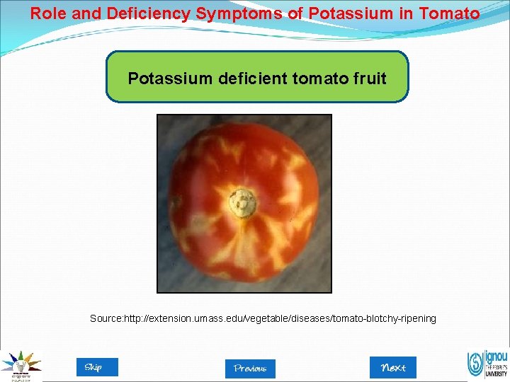 Role and Deficiency Symptoms of Potassium in Tomato Potassium deficient tomato fruit Source: http: