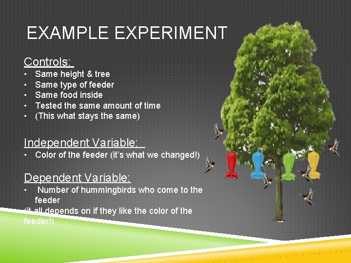 EXAMPLE EXPERIMENT Controls: • • • Same height & tree Same type of feeder