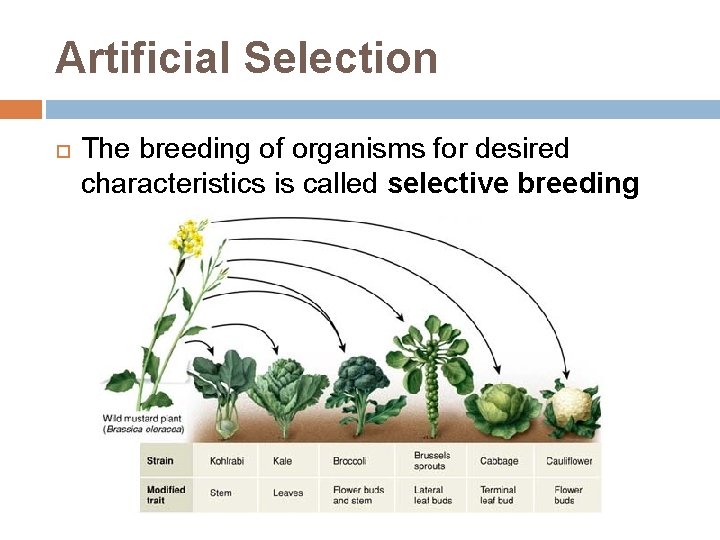 Artificial Selection The breeding of organisms for desired characteristics is called selective breeding 